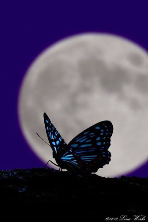 Moon And Butterfly, Oopsy Daisy, Shoot The Moon, Butterfly Kisses, Glass Butterfly, Beautiful Moon, Moon Flower, Beautiful Nature Wallpaper, Photography Camera