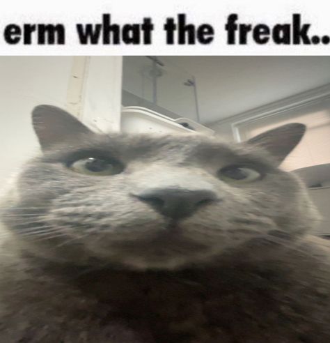 Erm Actually Cat, Shocked Cat Reaction Pic, Me Core Funny, My Reaction To Your Information, Noah Core, Twitter Reaction, Shocked Cat, Silly Cars, Cat Text