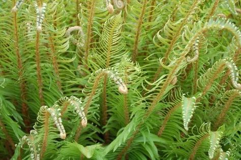 Polystichum acrostichoides - Christmas Fern | Long Island Native Plant Nursery - Native Plants and Trees Polystichum Acrostichoides, Christmas Fern, Erosion Control, Spot It, Aquatic Plants, Plant Nursery, Native Plants, Long Island, Fern