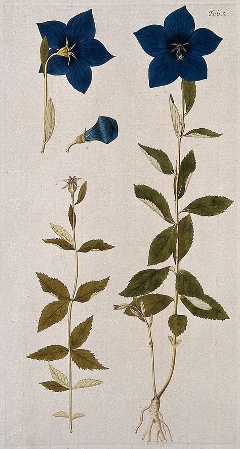 Balloon flower or Chinese bellflower (Platycodon grandiflorus) 1776. Coloured engraving after F. von Scheidl. Image and text information courtesy Wellcome Collection. CC BY Balloon Flower Drawing, Bellflower Drawing, Balloon Flower Tattoo, Chinese Bellflower, Platycodon Balloon Flowers, Platycodon Grandiflorus, Antique Flower Illustration, Bluebonnet Botanical Illustration, Chinese Botanical Illustration