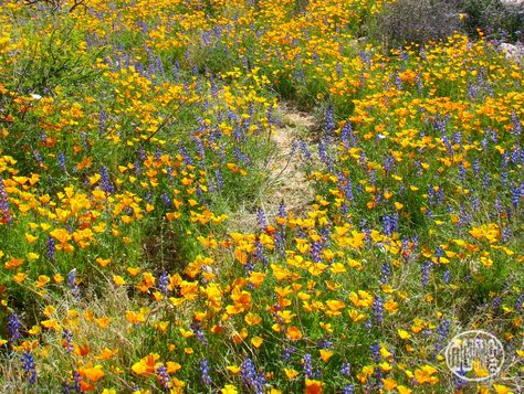 Sulphur Cosmos, In The Desert, Get Outside, The Desert, Tucson, State Park, Cosmos, State Parks, Poppies