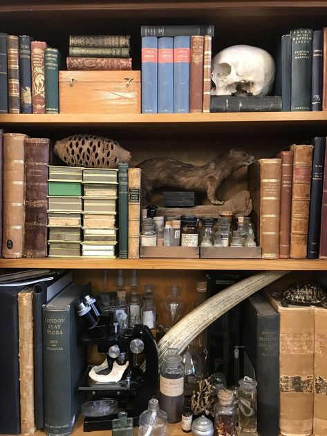 Science Bedroom Decor, Skull Female, Science Bedroom, Dark Academia Bedroom Ideas, Naturalist Decor, Academia Room, Antique Library, Nerd Room, Science Decor