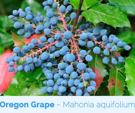 Health benefits of Oregon Grape Grapes Benefits, Oregon Grape, Foraging Recipes, Alternative Healing, Liver Health, What To Make, Nutrient Dense, Digestive Health, Skin Conditions