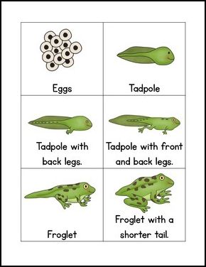 by First Grade Fanatics Kindergarten - 2nd Grade Use these cards to retell the life cycle of a frog. Create a life cycle circle on a t... Tadpole Life Cycle, Tadpole To Frog, Life Cycles Kindergarten, Frogs Preschool, Life Cycles Preschool, Life Cycle Of A Frog, Frog Activities, Frog Life Cycle, Animal Life Cycles