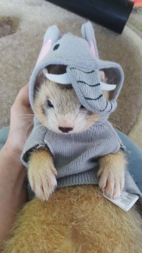 Gurgi I ❤️ his little black nose! Ferret Accessories, Ferret Clothes, Ferrets Care, Baby Ferrets, Cutest Pets, Pet Ferret, Cute Ferrets, Black Nose, Hamsters