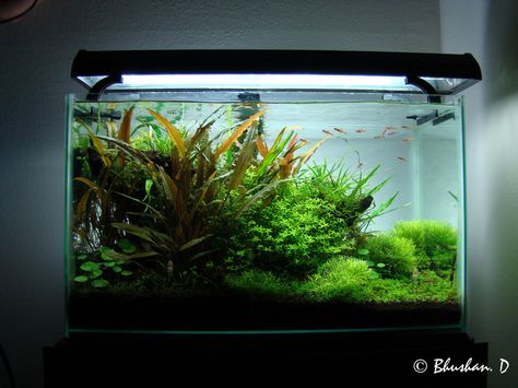 "Boraras Dream" 10 gallon Aquarium Hardscape, Aqua Scaping, 10 Gallon Fish Tank, Aqua Design, Aquascape Design, Fish Tank Design, Community Tanks, Tropical Fish Tanks, Nano Aquarium