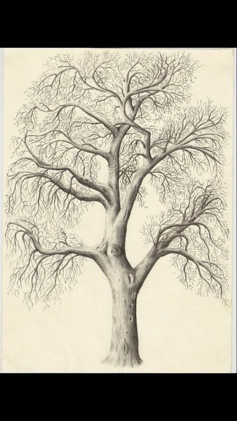 Drawing Of A Tree, Willow Tree Tattoos, Tree Drawings Pencil, Draw Realistic, Drawing Hands, Tree Sketches, Plant Drawing, Landscape Drawings, Tree Drawing