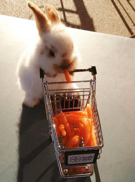 What is on his grocery list? Regnul Animal, Cutee Animals, Cute Bunny Pictures, Söt Katt, Baby Animals Pictures, Super Cute Animals, Cute Animals Images