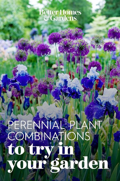 Planting Colour Schemes, Outdoor Plant Combinations, Perennial Plant Combinations, Plant Color Combinations, Flower Bed Color Combinations, Flower Garden Color Schemes, Plant Combinations Landscape Design, Garden Colour Schemes, Flower Pairings