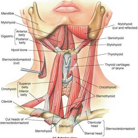 Anatomy Of The Neck, Punkty Spustowe, Neck Muscles, Bolesti Chrbta, Human Body Anatomy, Human Bones, Medical School Studying, Muscle Anatomy, Human Anatomy And Physiology