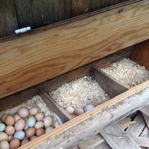 Chicken Laying Boxes, Chicken Bedding, Chicken Coop Bedding, Pine Shavings, Chicken Roost, Chicken Nesting Boxes, Best Chicken Coop, Worm Composting, Worm Farm