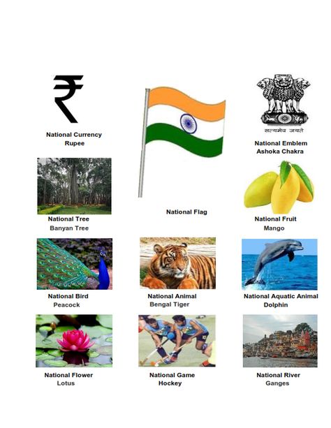 Indian National Symobls Indian National Animal, Indian National Symbols Drawing, Our National Symbols India, National Symbols Of India Chart, National Symbols Of India Worksheet, National Symbols Of India For Kids, Indian National Symbols, National Animal Of India, National Symbols Of India