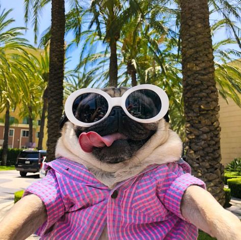 Sassy Chihuahua, Dogs Images, Doug The Pug, Dog Sunglasses, Baby Pugs, Funny Animal Photos, The Pug, Pugs Funny, Silly Dogs