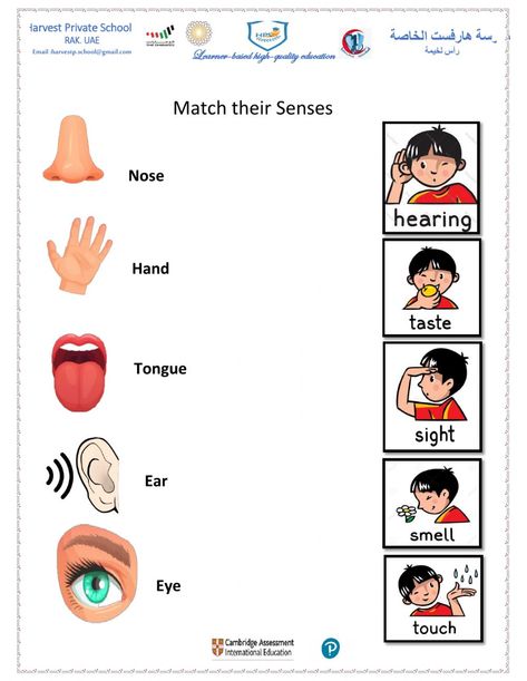 Basic English For Kids, Evs Worksheet, 5 Senses Worksheet, Sensory Organs, Kindergarten Art Crafts, Preschool Calendar, The 5 Senses, Alphabet Writing Practice, Senses Activities