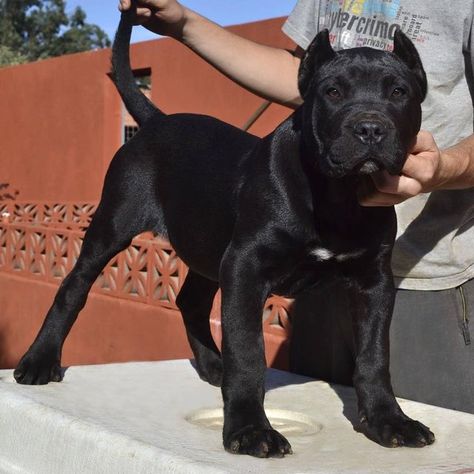 Este impresionante Presa Canario macho de capa negra es parte del criadero canino Irema Curtó. Su porte majestuoso y su mirada segura son solo algunas de las cualidades que lo hacen una raza única. ¿No es impresionante? ¡Síguenos para ver más de nuestros hermosos Presas Canarios! King Corso Dog, Constipated Dog, Mastiff Dog Breeds, Dog Names Unique, Dog Print Tattoo, Aesthetic Animals, Wallpaper Dog, Bully Breeds Dogs, Tattoo Dog