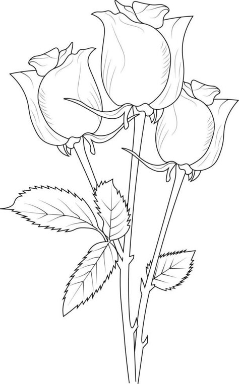 Rose outline, Beautiful botanical floral pattern illustration for coloring page or book, red roses, flower sketch art hand drawn monochrome, vector art, illustration, Roses Digital Art, Rose Flowers Drawing, Outline Painting, Rose Sketch Simple, Cute Outline Drawings, Flowers Outline, Rose Outline Drawing, Rose Drawing Simple, Cute Pictures To Draw