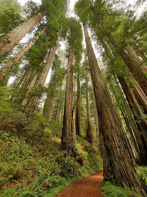 Prairie Creek Redwoods State Park Humboldt County, CA Prairie Creek Redwoods State Park, State Parks Usa, Collage Quilting, Redwoods California, Redwood National And State Parks, Sequoia Sempervirens, Coast Redwood, June Lake, Lean To