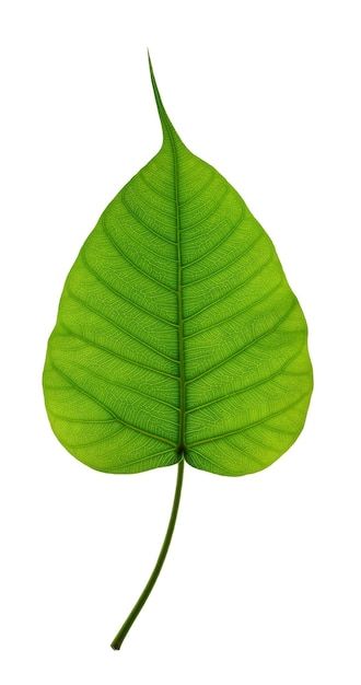 Photo green bodhi leaves on white backgr... | Premium Photo #Freepik #photo #sacred #sacred-heart #shades #shapes Background Leaf, Bodhi Leaf, Buddha Artwork, Cricket Wallpapers, Bodhi Tree, Leaf Images, Leaf Texture, Leaf Background, Tree Leaves