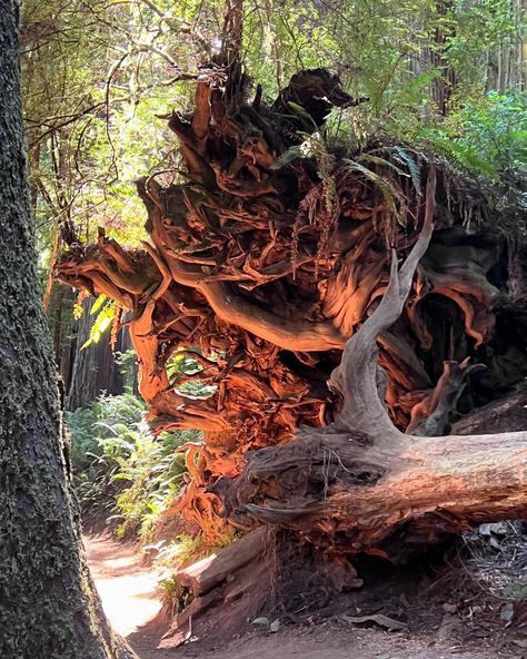 Redwood National Park 🌲 Redwood National Park, Redwood Forest, Fall Winter Outfits, National Park, Road Trip, Winter Outfits, National Parks, Fall Winter, Forest