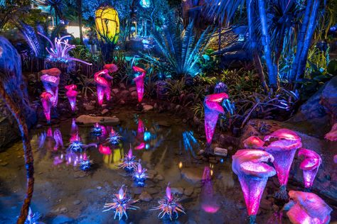 Pandora At Night, Avatar Baby Doll, Jungle Video, Neon Forest, Animal Kingdom Orlando, Avatar Theme, Have A Magical Day, Desired Reality, Pandora Avatar