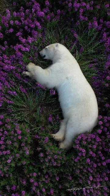 Science girl on Twitter: "What do polar bears do in Summer? Photographer Martin Gregus documented the lesser depicted side of polar bears, from cooling off in tidal pools to sleeping in purple fields fireweed flowers https://t.co/MANxXrnlYf" / Twitter Polar Bear Tattoo, Churchill Manitoba, Sleeping Animals, Manitoba Canada, Bear Tattoo, Canada Destinations, White Bear, Grizzly Bear, Take A Nap