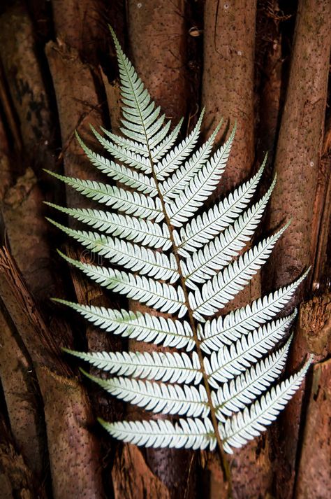 Punga Tree, Koru Fern Tattoo, Silver Fern Tattoo, New Zealand Fern Drawing, Silver Fern Tattoo New Zealand, Nz Fern Drawing, Koru Tattoo, Silver Fern Drawing, Gem Hair