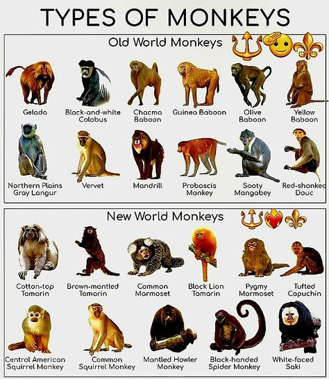 Zoology Aesthetic Notes, Brazil Animals, Monkey Types, Most Dangerous Animals, Monkey Species, Types Of Monkeys, Pig Breeds, 10 Animals, Squirrel Monkey