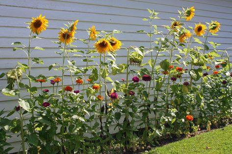 side wall of house - backyard Moroccan Backyard, Playground Garden, Flower Borders, Garden Fairies, Backyard Flowers, Office Window, Sunflower Garden, Cottage Gardens, Cut Flower Garden