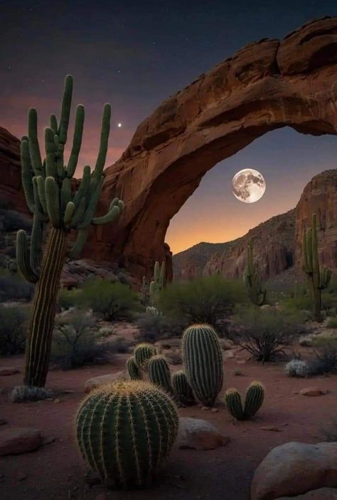 Los Angeles Photography Locations, Grand Canyon Photography, Glowworm Caves, Summer Prints Wallpaper, Moon Nature, Los Angeles Photography, Beautiful Cactus, Beautiful Nature Wallpaper Hd, Dream Photography