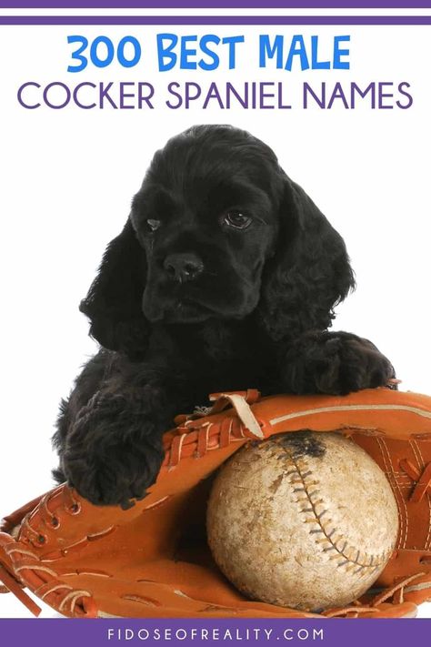 300 Best Male Dog Names For Cocker Spaniels - Fidose of Reality Boykin Spaniel Names, Cocker Spaniel Names, Boy Puppy Names Unique, Best Male Dog Names, Cocker Spaniel Haircut, Black Cocker Spaniel Puppies, Puppy Names Unique, Boy Puppy Names, Male Dog Names