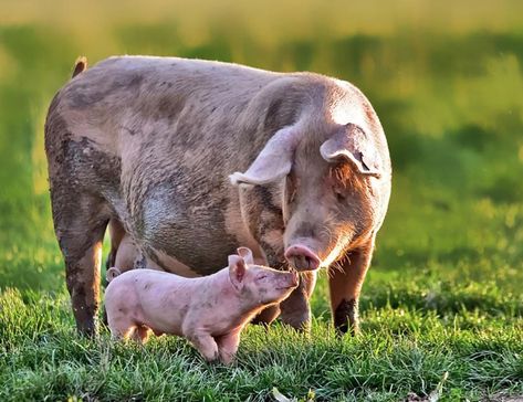 Sow and piglet Baby Pig, Cute Piggies, Baby Pigs, This Little Piggy, Flying Pig, Cute Pigs, Little Pigs, Mothers Love, Farm Life