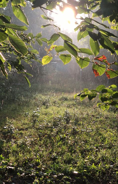 Rainy Spring Aesthetic, Rainy Garden, Rainy Spring, Camping In The Rain, Cold Rain, Home Greenhouse, Grass Field, Spring Rain, Walking In The Rain