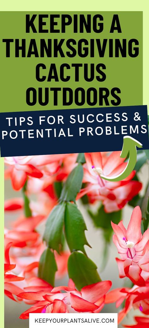 Curious about how to care for your Thanksgiving cactus outdoors? Let’s explore whether it’s possible to keep your Thanksgiving cactus in an outdoor setting and the important considerations to ensure its well-being! Thanksgiving Cactus Care Tips, Thanksgiving Cactus Care, Garden Tips And Tricks, Christmas Cactus Plant, Easter Cactus, Thanksgiving Cactus, Holiday Cactus, Cactus Care, Gather Round