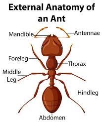 Ant Anatomy, Pictures Of Ants, Insect Body Parts, Insect Anatomy, Bug Identification, Study Anatomy, Ant Art, Ant Hill, Study Biology