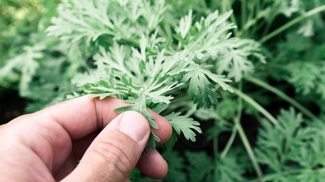 Wormwood: Benefits, Dosage, and Side Effects Wormwood Benefits, Wormwood Plant, Artemisia Absinthium, Artemisia Annua, Sweet Annie, Turmeric Root, Absinthe, Medicinal Herbs, Medicinal Plants