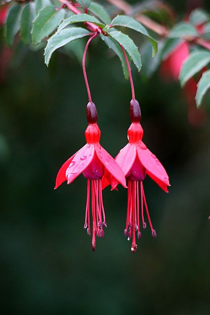 Fuschia Flowers, Fuchsia Flower, Fuchsia Flowers, Unusual Flowers, Rare Flowers, Pretty Plants, Arte Floral, Exotic Flowers, Flower Photos