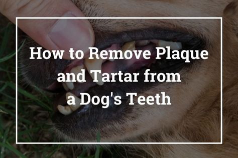 Dog Tartar Removal Diy, How To Remove Plaque From Dogs Teeth, How To Clean Dogs Teeth At Home, Clean Dogs Teeth, How To Remove Plaque, Diy Facial Hair Removal, Tooth Infection, Plaque Teeth, Dogs Ears Infection