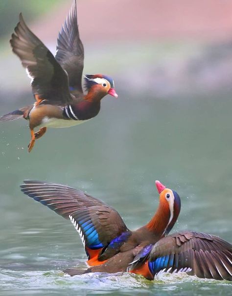 mandarin duck Duck Photography, Mandarin Ducks, Duck Wallpaper, Animal Jungle, Cute Ducklings, Wild Animals Pictures, Mandarin Duck, Most Beautiful Birds, Rare Birds