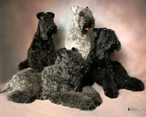 Krisma Kerry Blue Terriers Glen Of Imaal, Russian Terrier, Yorkie Poodle, Glen Of Imaal Terrier, Dog Pic, Akc Breeds, Disabled Dog, Kerry Blue Terrier, Soft Coated Wheaten Terrier