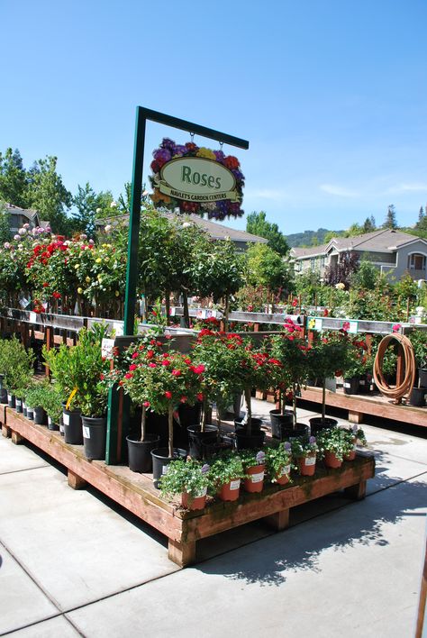 Home Depot Garden Center, Coffee Shop Plant Aesthetic, Garden Center Design, Garden Shop Ideas, Garden Center Displays, Green Backyard, Rose Nursery, Garden Centers, Market Garden