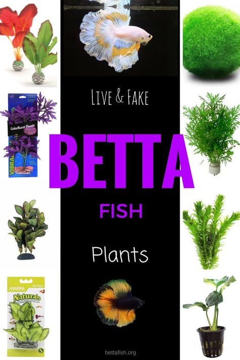 Ready to add some beautiful plants for your betta fish today? These... Betta Fish Bowl, Diy Fish Tank, Betta Aquarium, Betta Fish Care, Fresh Water Fish Tank, Nano Aquarium, Betta Tank, Betta Fish Tank, Beta Fish