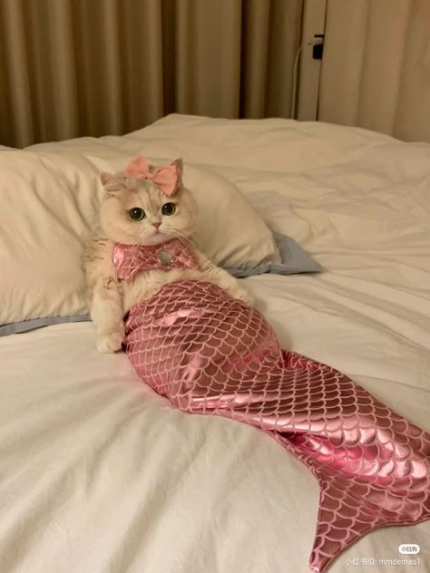 #cats #cute #mermaid #catlovers #whitecat #kitten #coquette #fashion #coquette Fashion Coquette, Mermaid Cat, Coquette Fashion, Cats Pictures, Silly Cats Pictures, Cute Mermaid, Pet Animals, Cat Photography, Kitty Love