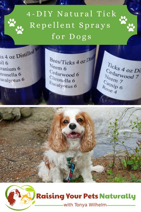 Diy Essential Oil Flea And Tick Spray For Dogs, Diy Tick And Flea Repellent For Dogs, Dog Tick Spray, Dog Tick Repellant Diy, Homemade Tick Repellent For Dogs, Diy Dog Flea And Tick Repellent, Dog Repellent Spray For Yard, Natural Tick Repellent For Dogs, Diy Tick Spray For Dogs