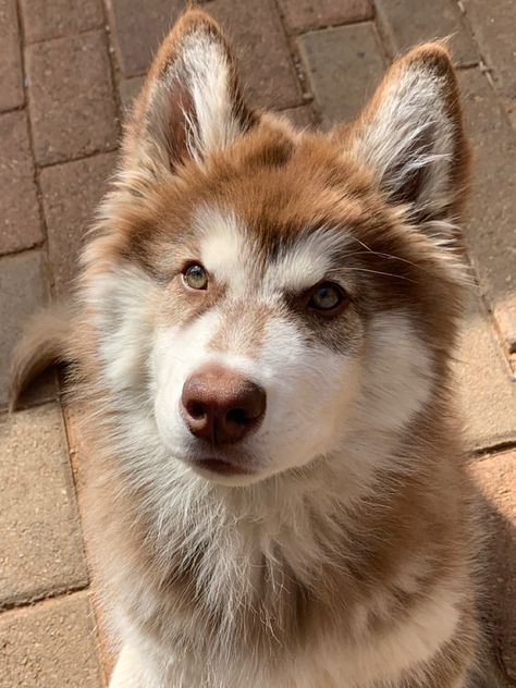 Brown Husky Blue Eyes, Brown Husky Aesthetic, Cute Wolf Pictures, Light Brown Husky, Husky Puppy Aesthetic, Ginger Husky, Goberian Dog, Blonde Husky, Blue Eye Dog