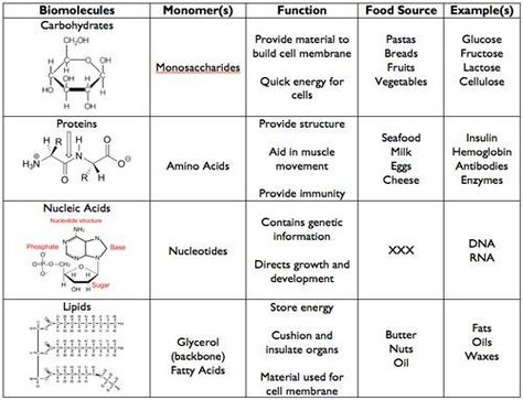 Biomolecules Chart Worksheets Macromolecules Biology, Biological Molecules, Wings Diy, Biochemistry Notes, General Biology, Human Biology, A Level Biology, Biology Classroom, High School Biology