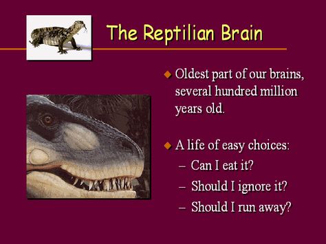 Reptilian Brain, Brain Anatomy, Human Species, Human Brain, Brain, Mindfulness, Science