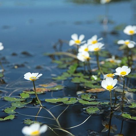 how to plant water crowfoot ranunculus aquatilis Rivercore Aesthetic, Rush Plant, River Plants, Botany Photography, Aqua Plants, Seeds Benefits, Water Witch, Live Aquarium Plants, Live Aquarium