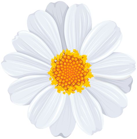 White Flower Pictures, Daisy Clipart, Flower Clipart Png, Daisy Image, Flower Transparent, Flowers Daisies, Daisy Art, Rock Garden Design, Daisy Wallpaper