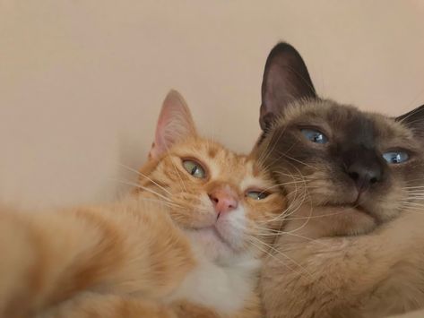 Two Cats Selfie, Me And You Cats, Cat Besties, Animal Selfie, Cats Selfie, Matching Cat Pfp Friends, Cat Selfies, Animal Selfies, Cats Hugging