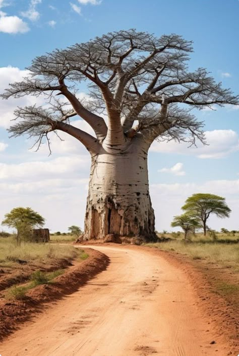 Boab Tree, Adansonia Digitata, African Tree, African Landscape, Baobab Tree, Afrique Art, Old Trees, Africa Art, Ancient Tree